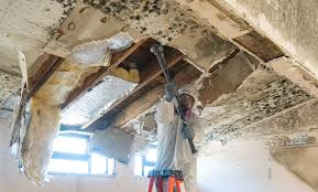 Best Black Mold Removal in Pleak, TX